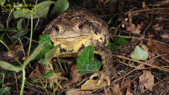 Bufo sachalinensis