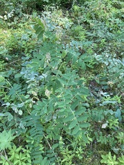 Astragalus americanus