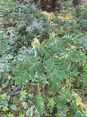 Astragalus americanus