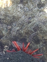 Heterocentrotus mamillatus