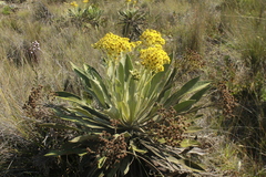 Espeletia ramosa