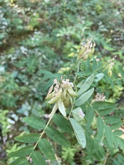 Astragalus americanus