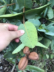 Vochysiaceae