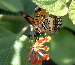 Byblia anvatara