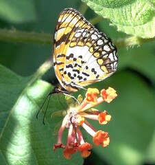 Byblia anvatara