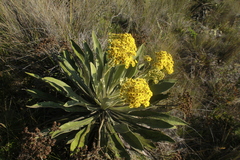 Espeletia ramosa