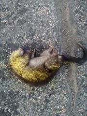 Coendou mexicanus