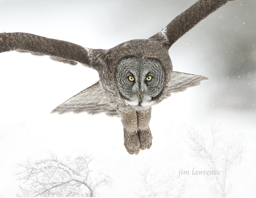 Great Gray Owl