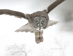 Great Grey Owl photo 5