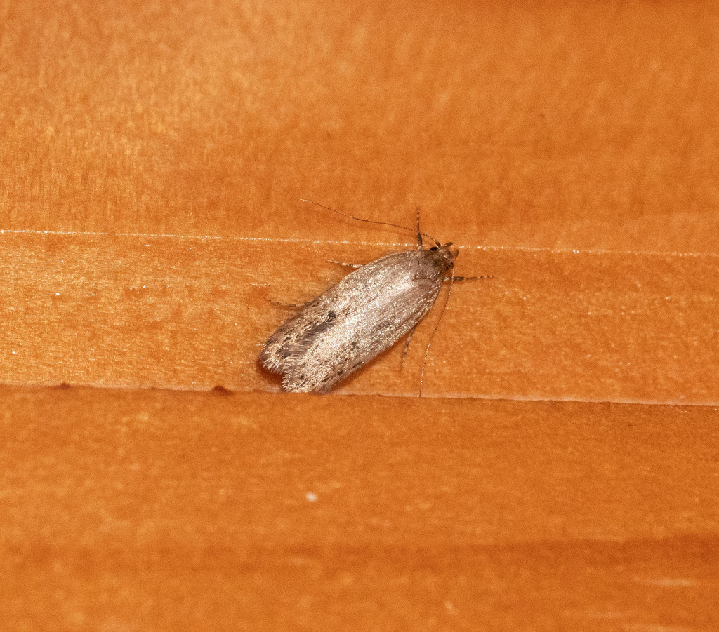 Brown House Moth from Fox River, New Zealand on January 03, 2023 at 08: ...