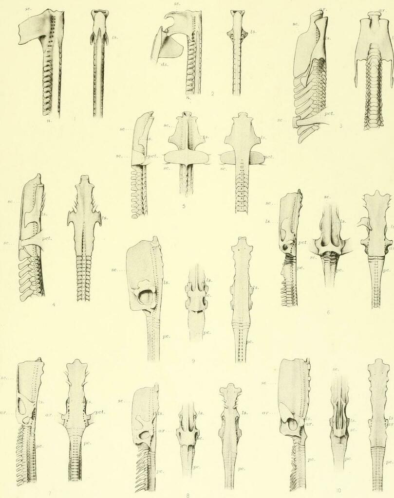 Owston's Chimaera