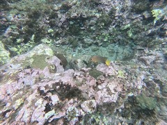 Microspathodon chrysurus