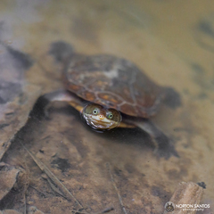 Hydromedusa maximiliani