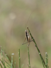 Yersinella beybienkoi