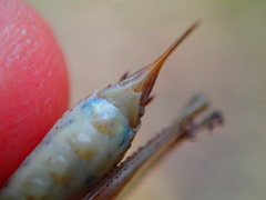 Yersinella beybienkoi