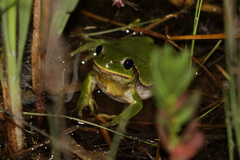 Hyla molleri