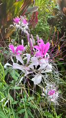Cleome houtteana