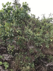 Vochysiaceae