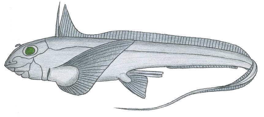 Cuban Chimaera