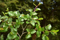 Nothofagus antarctica
