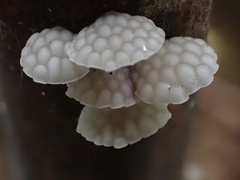 Favolaschia nipponica
