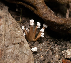 Cordyceps sinclairii