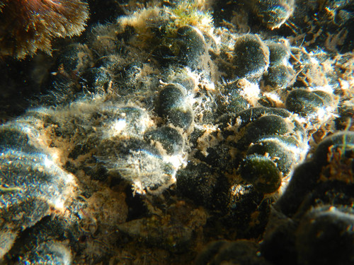 Representative image of Codium adhaerens