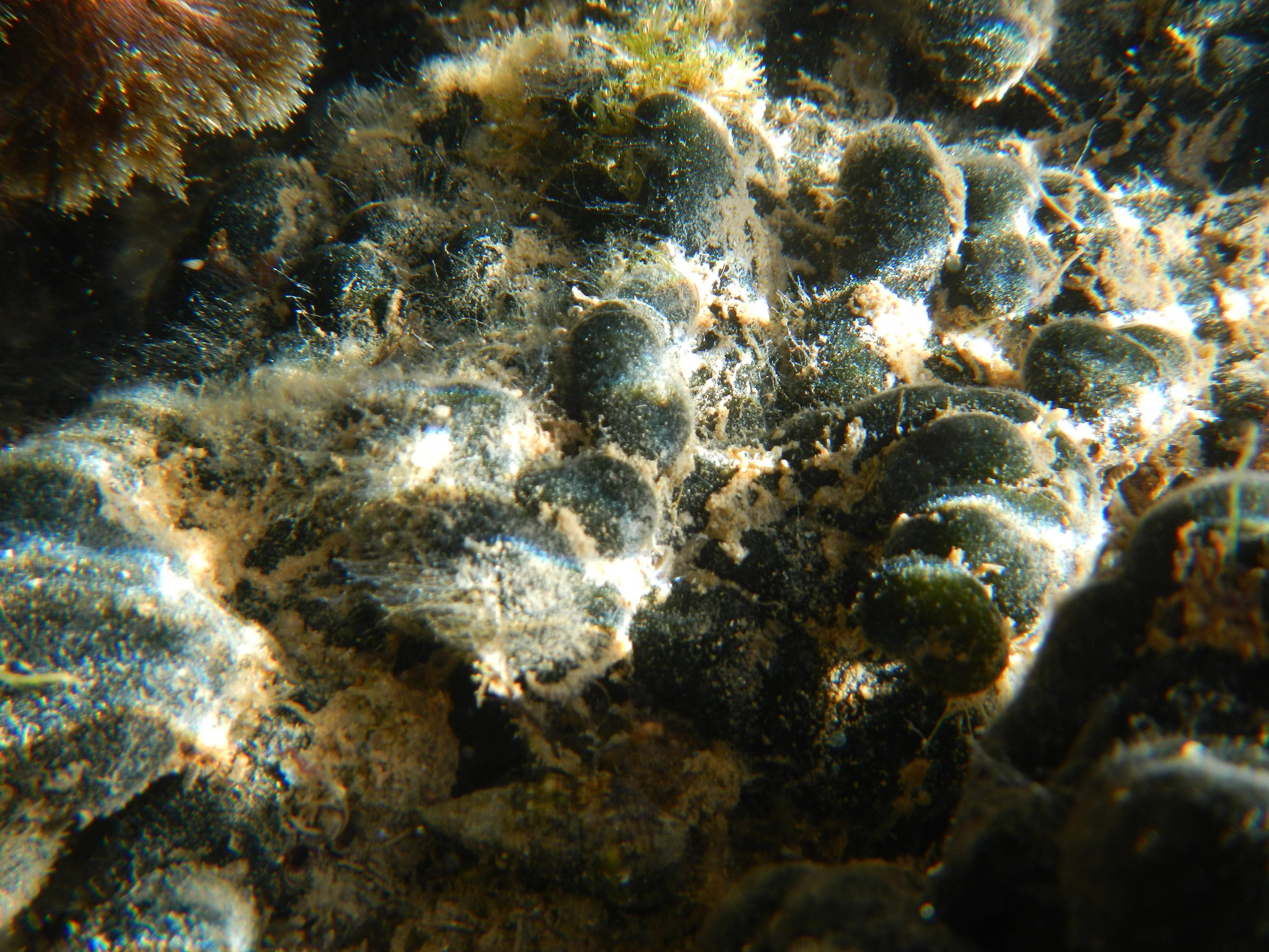 Codium adhaerens