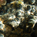 匍匐松藻 - Photo 由 Deneb Ortigosa 所上傳的 (c) Deneb Ortigosa，保留部份權利CC BY-NC