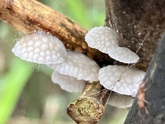 Favolaschia nipponica