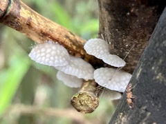 Favolaschia nipponica