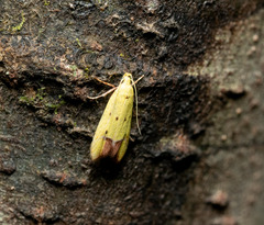 Gymnobathra flavidella