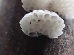 Favolaschia nipponica