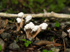 Cordyceps sinclairii
