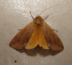 Ophiusa discriminans