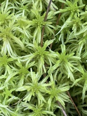 Sphagnum angustifolium