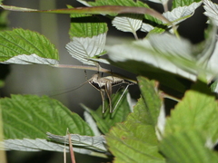 Yersinella beybienkoi