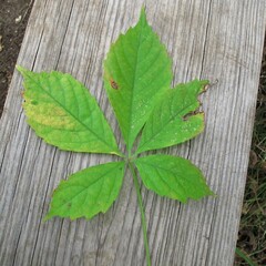 Phyllocnistis ampelopsiella