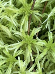 Sphagnum angustifolium