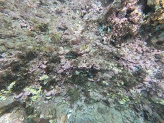 Halichoeres bivittatus