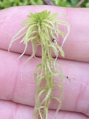 Sphagnum angustifolium