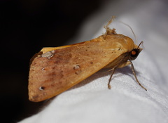 Ophiusa discriminans