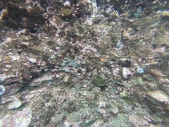 Azurina multilineata