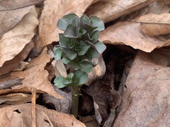 Obolaria virginica