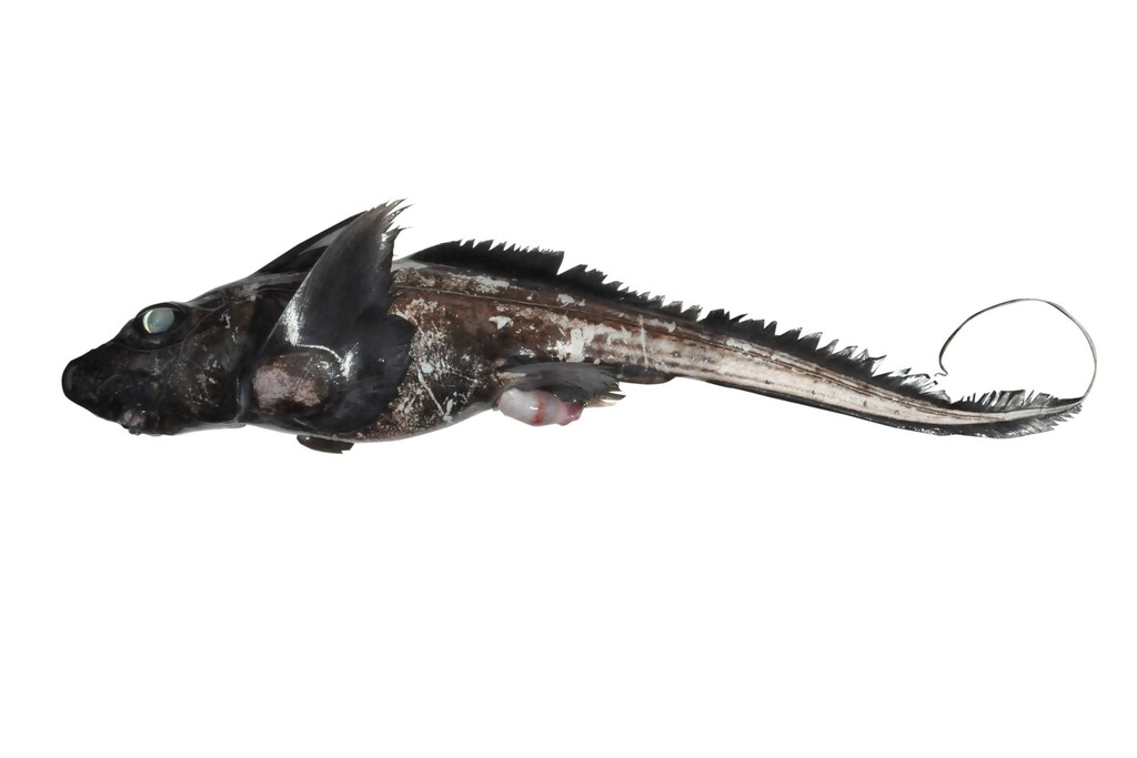African Chimaera