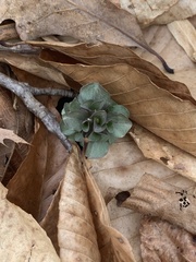 Obolaria virginica
