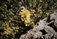 Senecio pinnatifolius alpinus
