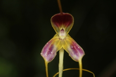 Masdevallia discolor