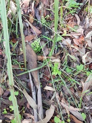 Adiantum aethiopicum