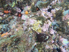 Isaurus tuberculatus